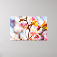 Sunlit Pink Sakura Blume. Cherry Blossoms