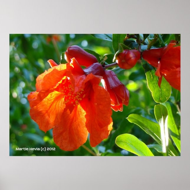 Sunlit Pomegranate Blume Poster (Vorne)