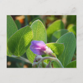 Sunlit Postkarte