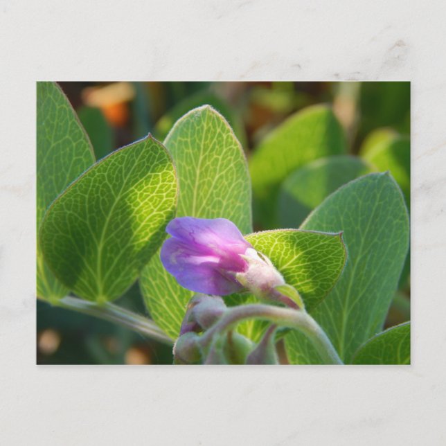 Sunlit Postkarte (Vorderseite)