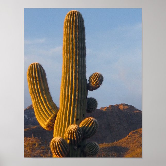 Sunlit Saguaro Cactus Poster (Vorne)