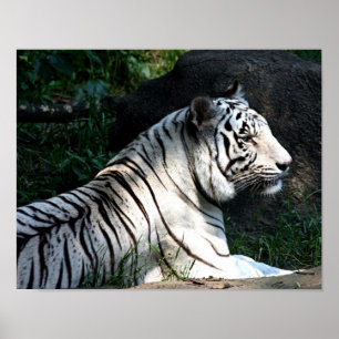 Sunlit Tigerplakat Poster