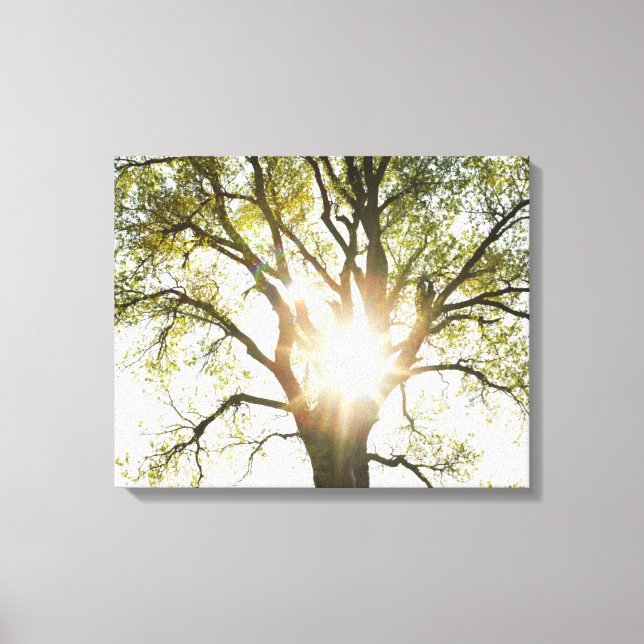 Sunlit Tree Leinwanddruck (Vorderseite)