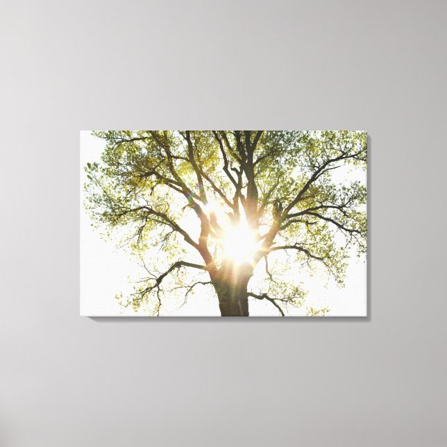 Sunlit Tree Leinwanddruck (Vorderseite)