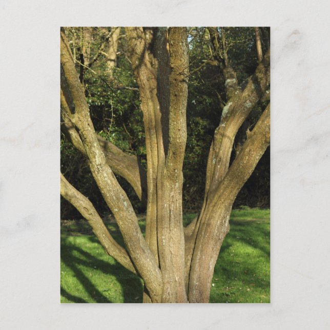 Sunlit Tree Postkarte (Vorderseite)