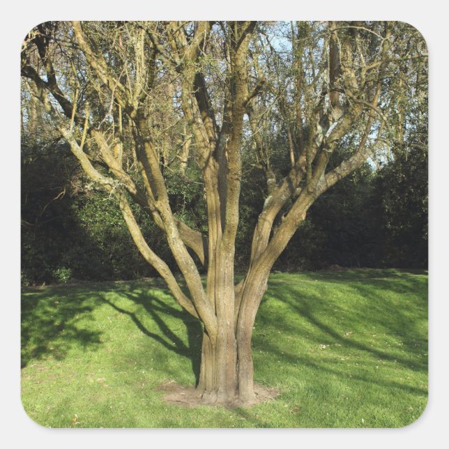 Sunlit Tree Quadratischer Aufkleber (Vorderseite)