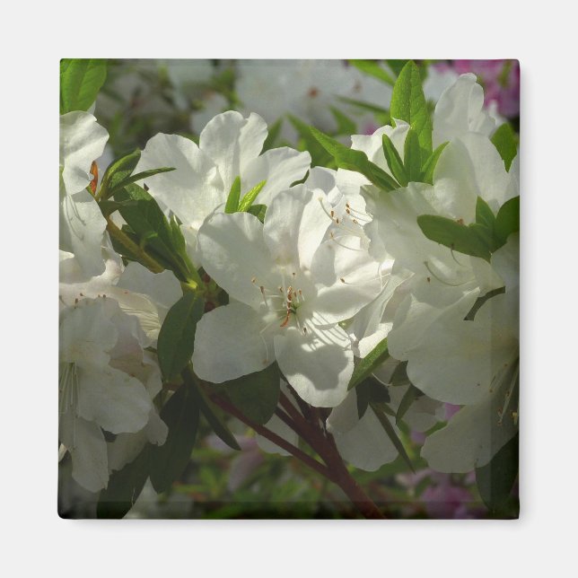 Sunlit White Azaleas Schöne Frühlingsblumen Magnet (Vorne)