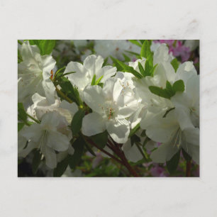 Sunlit White Azaleas Schöne Frühlingsblumen Postkarte