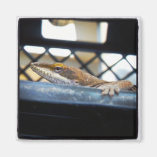 Sunning Green Anole Lizard Foto Magnet