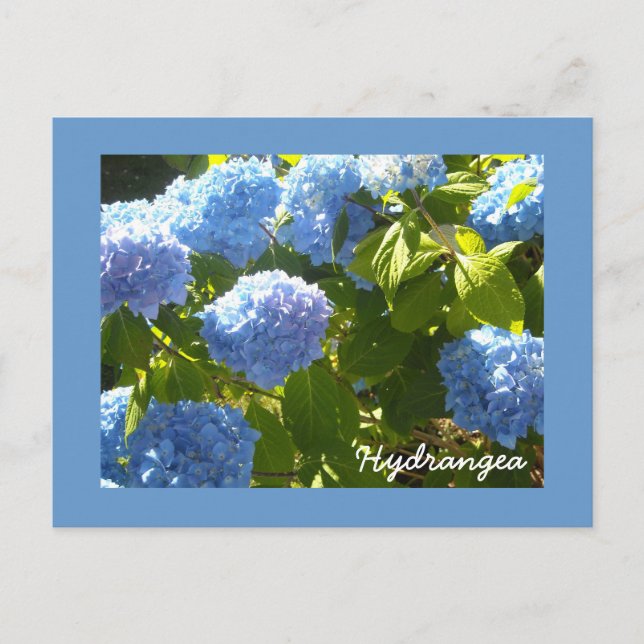 Sunny Blue Hydrangea Postkarte (Vorderseite)