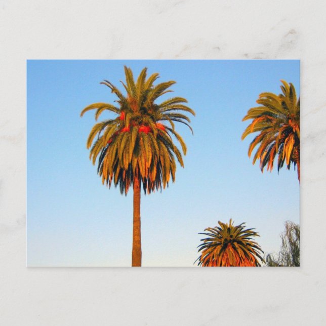 Sunny California Palm Tree Postcard Postkarte (Vorderseite)