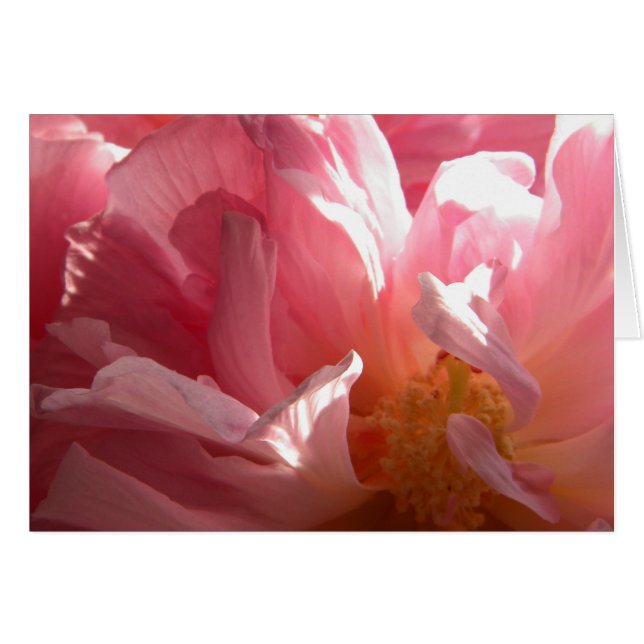 Sunny Confederate Rose (Vorderseite (Horizontal))