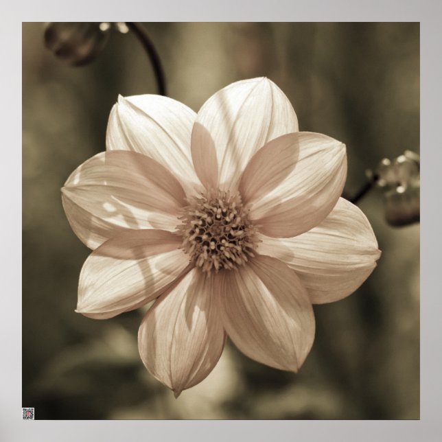 Sunny Dahlia Poster (Vorne)