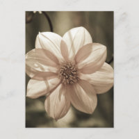 Sunny Dahlia