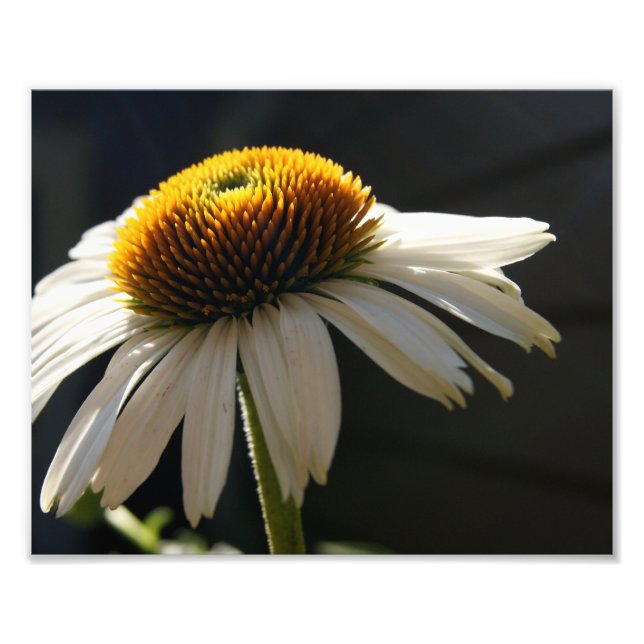 Sunny Daisy 10x8 Photographie (Devant)