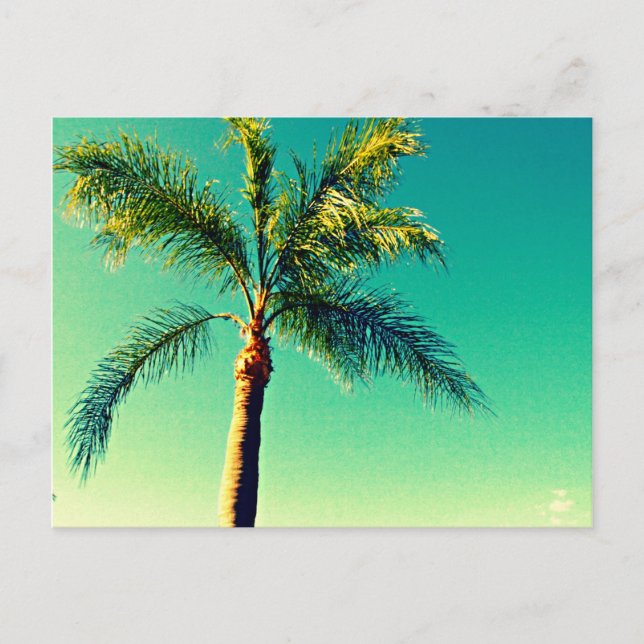 Sunny Florida Palm Tree Sky Picture Postkarte (Vorderseite)