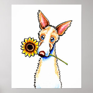 Sunny Ibizan Hound Drahthaar Off Leash Art™ Poster