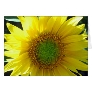 Sunny Jaune Tournesol Blanc