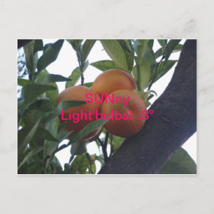 SUNny Light`Bulbs - Postkarten :3