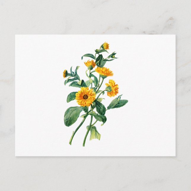 Sunny Marigolds Gezeichnet von der Natur Postkarte (Vorderseite)