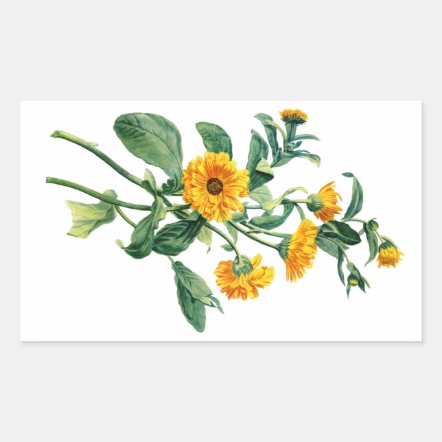 Sunny Marigolds Gezeichnet von der Natur Rechteckiger Aufkleber (Vorderseite)