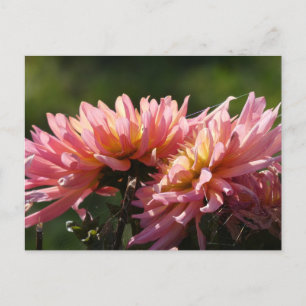 Sunny Pink Dahlia's DIY Postcard Postkarte
