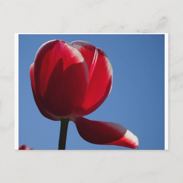 Sunny Red Tulip Nah Up DIY Postkarte (Vorderseite)
