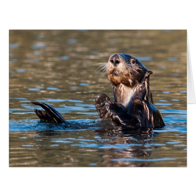 Sunny Sea Otter (Vorderseite (Horizontal))