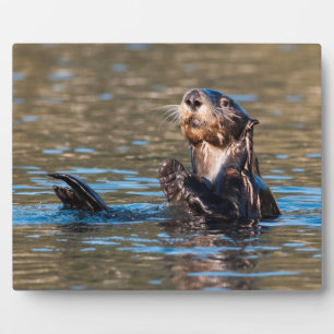 Sunny Sea Otter Fotoplatte