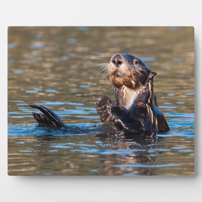 Sunny Sea Otter Fotoplatte (Vorderseite)