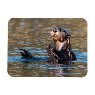 Sunny Sea Otter Magnet