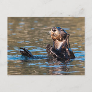 Sunny Sea Otter Postkarte