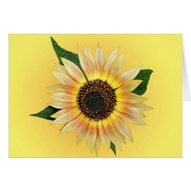 Sunny Sunflower (Devant horizontal)