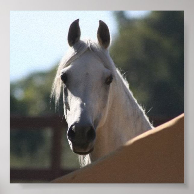 Sunny the Arabian Horse poster (Vorne)