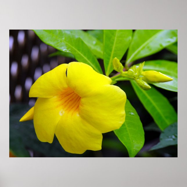 Sunny Yellow Mandevilla Poster (Vorne)