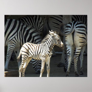 Sunny Zebra Poster