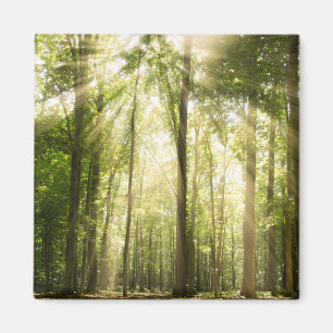 Sunrays durch Treetops Magnet