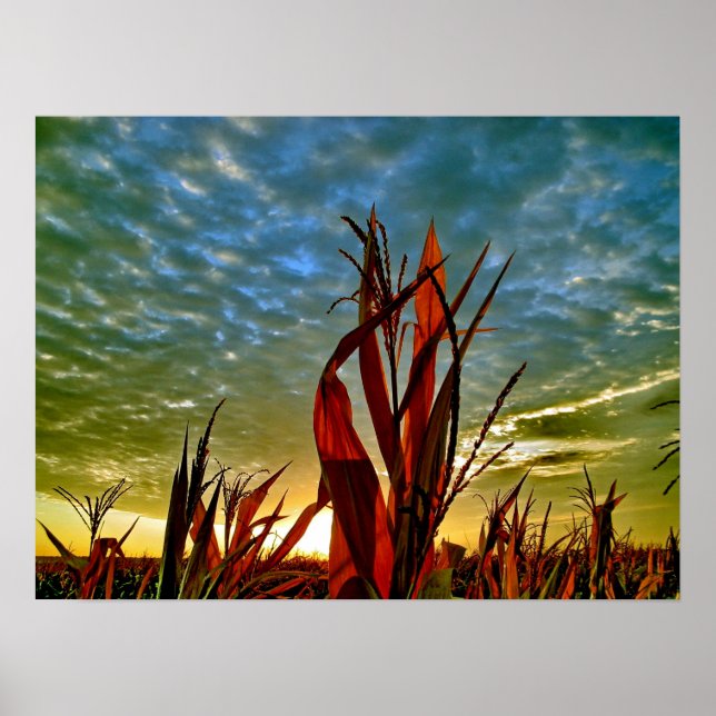 Sunrise at Cornfield Poster (Vorne)