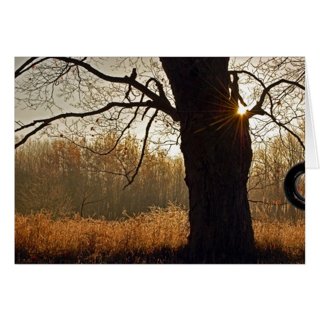 Sunrise D'Or (Devant horizontal)