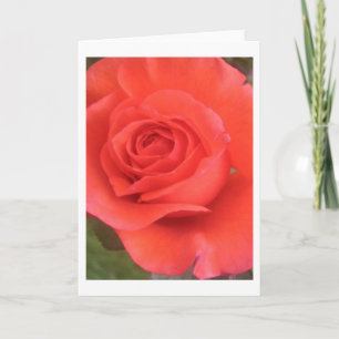 Sunrise Peach Rose Blume Gruß oder Mitteilungskart Karte