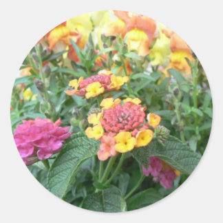 Sunrise Rose Lantana Runder Aufkleber