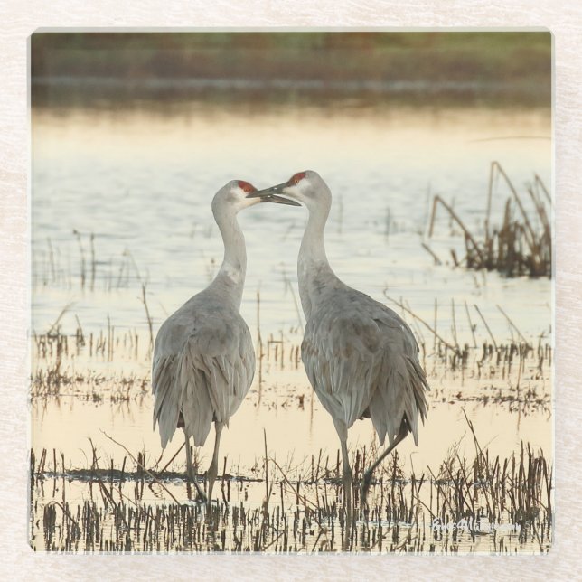 Sunrise Sandhill Crane-Paar Glasuntersetzer (Vorderseite)