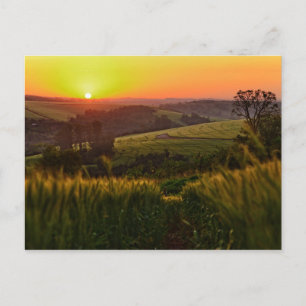 Sunset Agriculture Wheat Postkarte