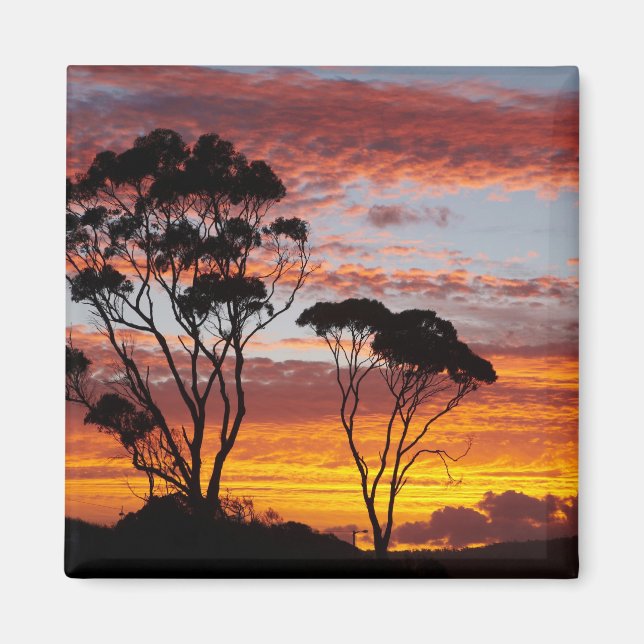 Sunset and Gum Tree, Binalong Bay, Bay of Fires, Magnet (Vorne)