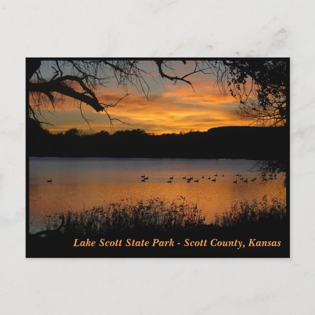 Sunset at Lake Scott Staat Park - Gänse am Lake Postkarte (Vorderseite)