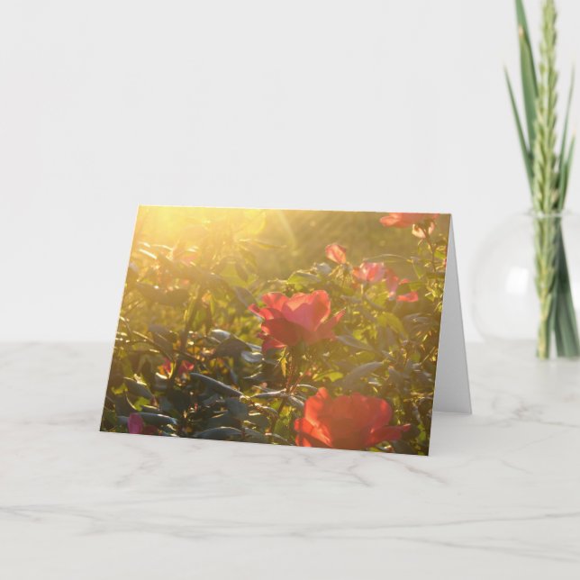 Sunset auf Rose Bush Jedes Anlasses Karte (Vorderseite)