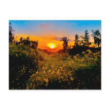 Sunset Burbank, California Yellow Wild Flowers