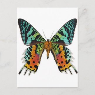Sunset Butterfly Postkarte