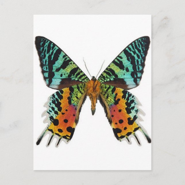 Sunset Butterfly Postkarte (Vorderseite)