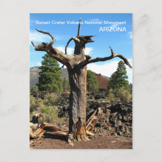 Sunset Crater Volcano Postcard! Postkarte